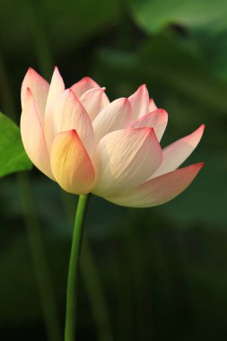 Nilüfer çiçeği ya da sulu çiçek gölette, sai kung, hk