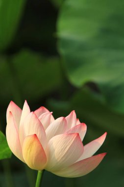 Nilüfer çiçeği ya da sulu çiçek gölette, sai kung, hk