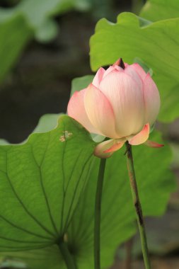 Nilüfer çiçeği ya da sulu çiçek gölette, sai kung, hk