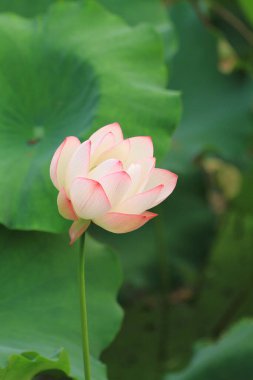 Nilüfer çiçeği ya da sulu çiçek gölette, sai kung, hk