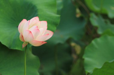 Nilüfer çiçeği ya da sulu çiçek gölette, sai kung, hk