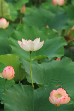 Nilüfer çiçeği ya da sulu çiçek gölette, sai kung, hk