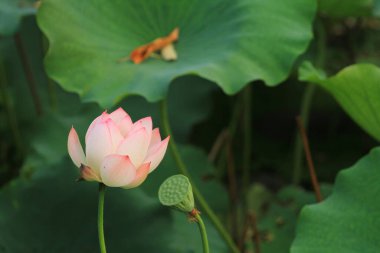 Nilüfer çiçeği ya da sulu çiçek gölette, sai kung, hk