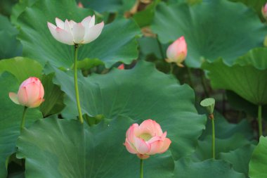 Nilüfer çiçeği ya da sulu çiçek gölette, sai kung, hk