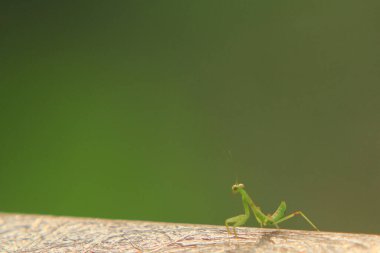 Yazın çekilen böcek, yeşil güzel peygamber devesi.