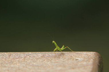 Yazın çekilen böcek, yeşil güzel peygamber devesi.