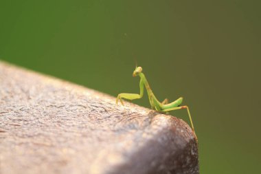  Yazın çekilen böcek, yeşil güzel peygamber devesi.