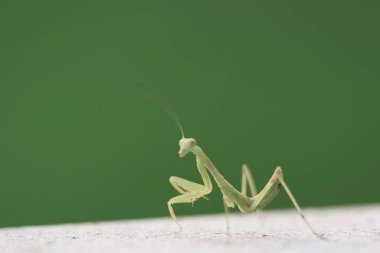  Yazın çekilen böcek, yeşil güzel peygamber devesi.