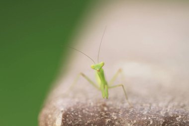  Yazın çekilen böcek, yeşil güzel peygamber devesi.