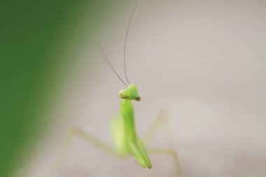  Yazın çekilen böcek, yeşil güzel peygamber devesi.