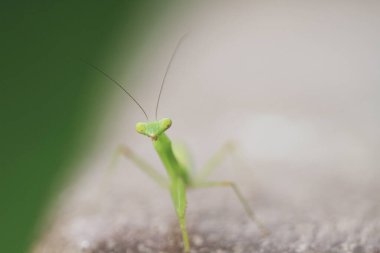  Yazın çekilen böcek, yeşil güzel peygamber devesi.