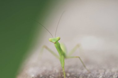  Yazın çekilen böcek, yeşil güzel peygamber devesi.