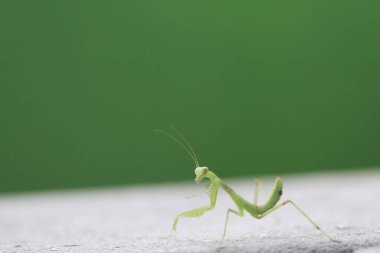  Yazın çekilen böcek, yeşil güzel peygamber devesi.