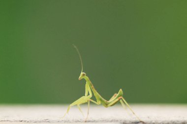  Yazın çekilen böcek, yeşil güzel peygamber devesi.