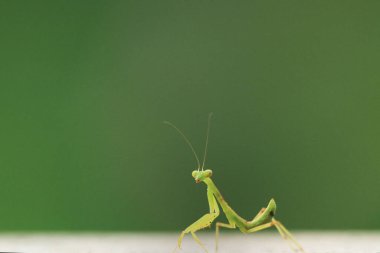  Yazın çekilen böcek, yeşil güzel peygamber devesi.