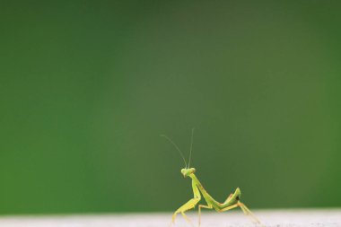  Yazın çekilen böcek, yeşil güzel peygamber devesi.