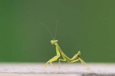  Yazın çekilen böcek, yeşil güzel peygamber devesi.