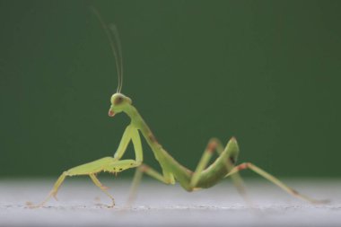  Yazın çekilen böcek, yeşil güzel peygamber devesi.