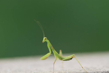  Yazın çekilen böcek, yeşil güzel peygamber devesi.