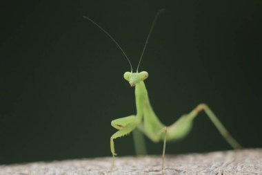  Yazın çekilen böcek, yeşil güzel peygamber devesi.