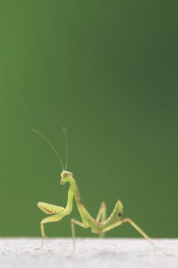  Yazın çekilen böcek, yeşil güzel peygamber devesi.