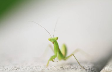  Yazın çekilen böcek, yeşil güzel peygamber devesi.