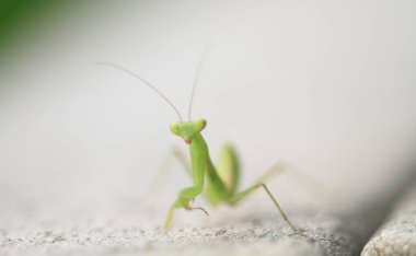  Yazın çekilen böcek, yeşil güzel peygamber devesi.