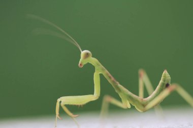 Yazın çekilen böcek, yeşil güzel peygamber devesi.