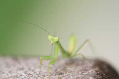  Yazın çekilen böcek, yeşil güzel peygamber devesi.