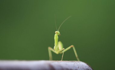  Yazın çekilen böcek, yeşil güzel peygamber devesi.