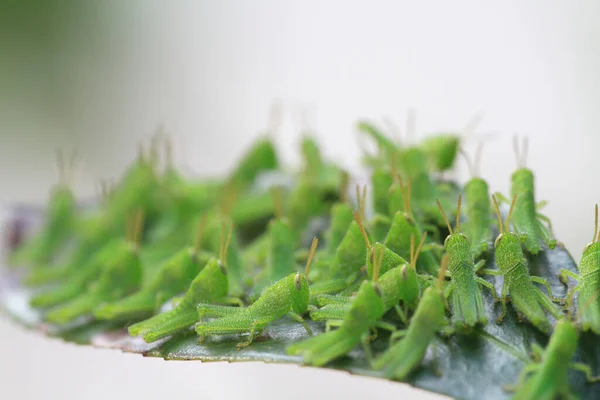 Het Volle Van Sprinkhaan Het Blad Natuur Concept — Stockfoto