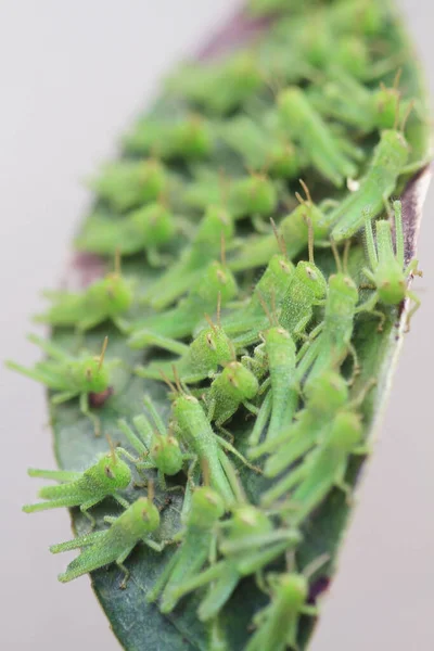 Lleno Saltamontes Hoja Concepto Naturaleza — Foto de Stock