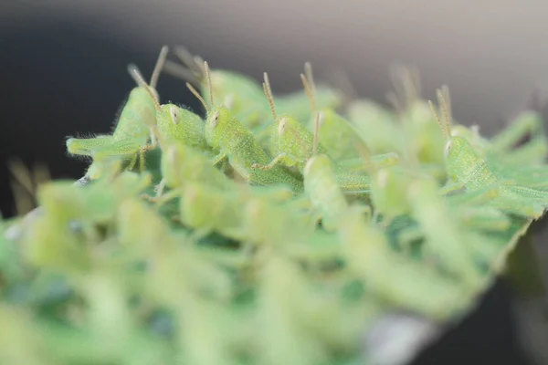 Pieno Grasshoper Sulla Foglia Concetto Natura — Foto Stock