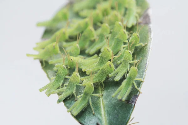 Pieno Grasshoper Sulla Foglia Concetto Natura — Foto Stock