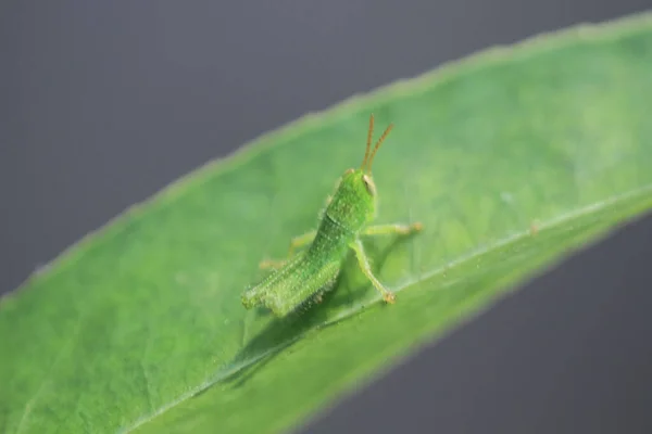 Small Green Grasshoper Leaf Concept Nature — Photo