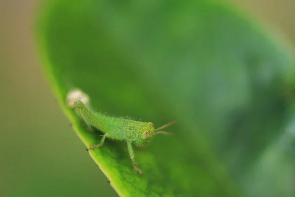 Μικρό Πράσινο Grasshoper Φύλλα Έννοια Της Φύσης — Φωτογραφία Αρχείου