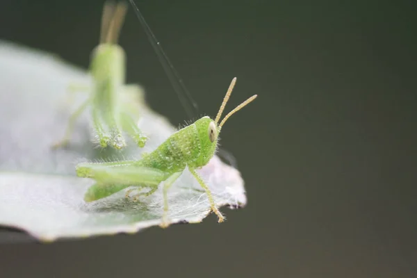 Kleine Green Grasshoper Leaf Natuur Concept — Stockfoto