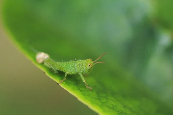 Small Green Grasshoper Leaf Concept Nature — Photo