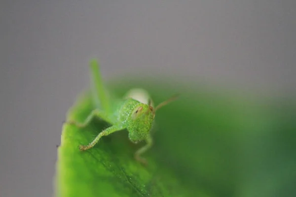 Kleine Green Grasshoper Leaf Natuur Concept — Stockfoto