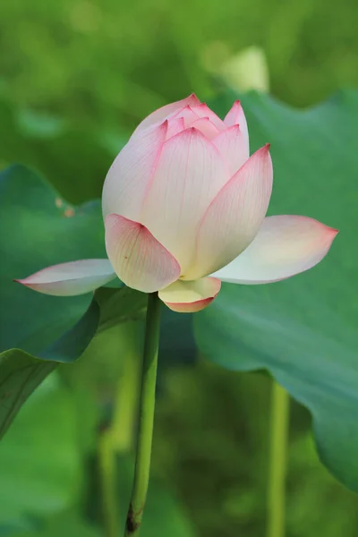Цветок Лотоса Ватрушки Пруду Сай — стоковое фото