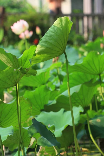 Fiore Loto Anguilla Nello Stagno Sai Kung — Foto Stock