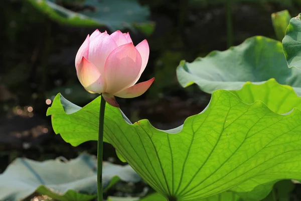 Lotus Oder Seerosenblüte Teich Sai Kung — Stockfoto