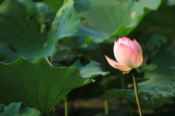 荷花或水百合在池塘中绽放 — 图库照片