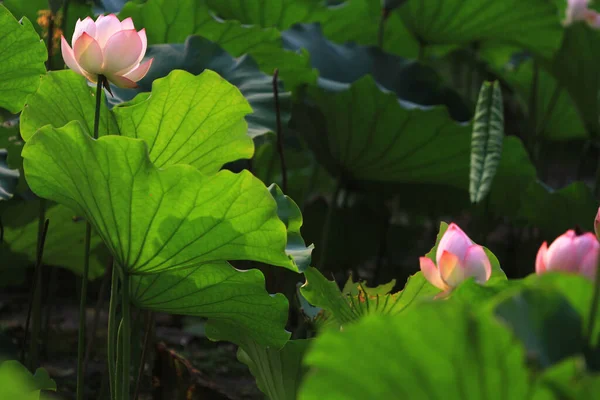 Lotus Sau Floare Apă Iaz Sai Kung — Fotografie, imagine de stoc