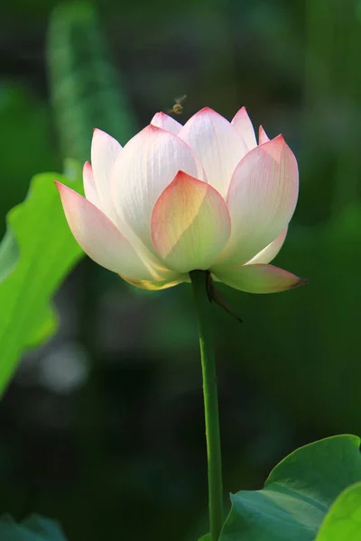Квітка Лотоса Або Ватерлінії Ставку Кунг Кунг Кунг — стокове фото