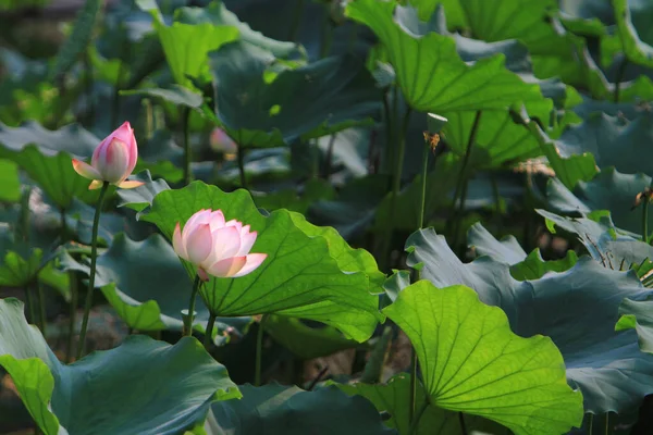 Lotus Eller Vattenlilja Blomma Dammen Sai Kung — Stockfoto