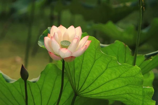 Lotus Fleur Nénuphar Dans Étang Sai Kung — Photo