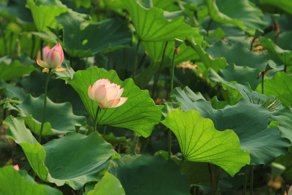 Lotus Oder Seerosenblüte Teich Sai Kung — Stockfoto