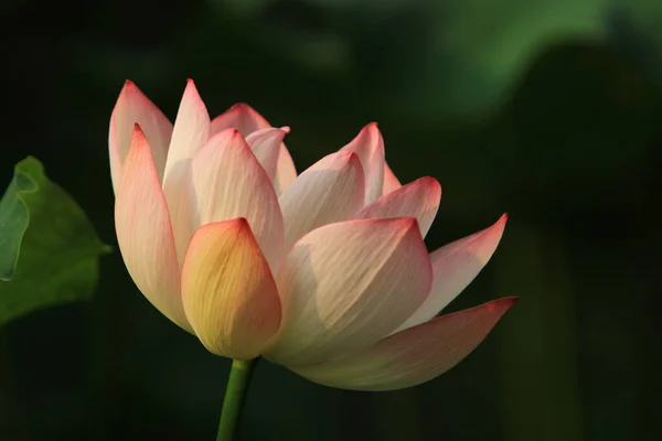 Lotus Waterlelie Bloem Vijver Sai Kung — Stockfoto