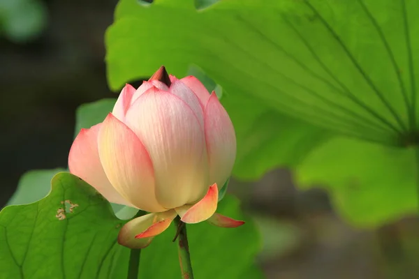 荷花或水百合在池塘中绽放 — 图库照片